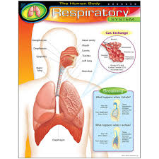 The Human Body Respiratory System Learning Chart