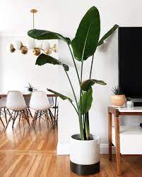 A Guide To All The Trendy Houseplants You Re Seeing All Over Instagram Birds Of Paradise Plant Big Leaf Plants House Plants Decor