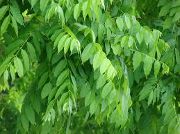 Image result for Cedrela