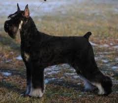 Black And Silver Giant Schnauzer Puppies For Sale Black Silver Giant Schnauzers Skansen Kennel Giant Schnauzer Schnauzer Dogs Schnauzer