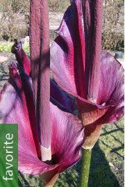 Image result for Amorphophallus goetzei