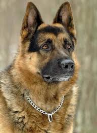 Maxwell The German Shepherd Amazing Smart Loyal Dogs Goruntuler Ile Alman Coban Kopegi Alman Coban Kopekleri Kopek