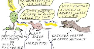 Maybe you would like to learn more about one of these? Sandwalk Where Do Organisms Get Their Energy
