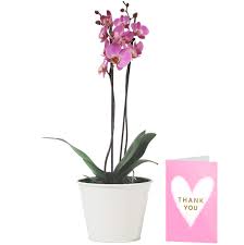House plants, trees, flower plants, garden flowers and indoor plants are great for upgrading or accentuating your decor. Pink Phalaenopsis Orchid Plant Delivered Free Uk Delivery Pot Included Free Personalised Card