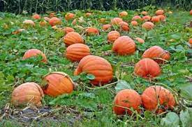 It's not too difficult or expensive, and. Growing Pumpkins Real Food Mother Earth News
