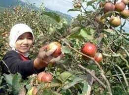 Lelaki kongsi pengalaman sendiri memetik buah di australia. Newshangat Rakyat Malaysia Jadi Mangsa Penipuan Skim Kerja Petik Buah Di Australia