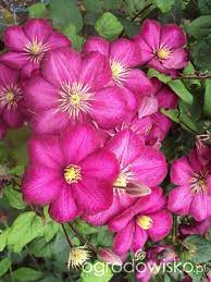 Clematis ville de lyon forum. Powojnik Clematis Strona 51 Forum Ogrodnicze Ogrodowisko