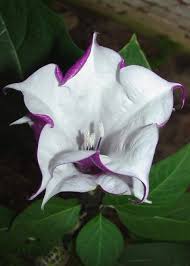 Pin On Beautiful Garden