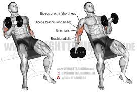 The seated dumbbell biceps curl increases the strength and size of the biceps and forearms. Incline Dumbbell Curl Instructions And Video Weight Training Guide