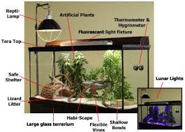 How To Easily Create The Best Habitat For Your Bearded Dragon Reptile Guide