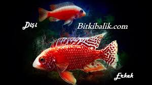 Ciklet Baliklarinda Cinsiyet Nasil Anlasilir Bitkibalik Com