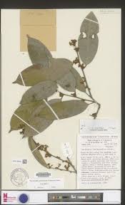 Image result for Afrostyrax lepidophyllus