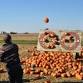 Pumpkin Madness