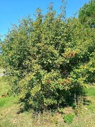 Image result for Diospyros natalensis