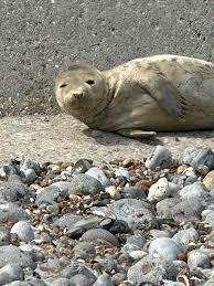 Hope this young seal is ok it's near the banks wall seems alone and not  wanting to go back in sea ,this pic taken on zoom lens ,just worried about  it ,can't
