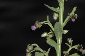 Image result for Laggera