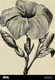 Image result for Acridocarpus natalitius