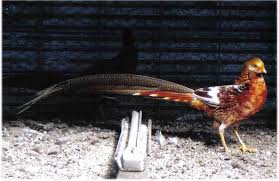 Splashgoldenpheasant Jpg 896 582 Chicks For Sale Birds For Sale Game Birds