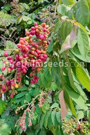 Image result for Lepisanthes