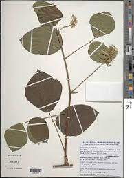 Image result for Rhynchosia hirta