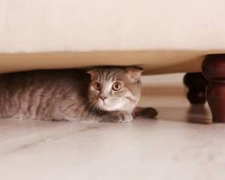 cat hiding under furnitureの画像
