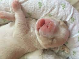 Second, there is a pitbull rescue named bully paws pit bull patriots. Huge Litter Of Pitbull Puppies Rescued Kitten Rescue