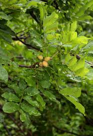 Image result for Lecaniodiscus