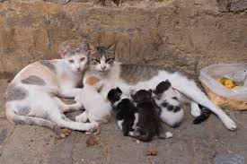 Things tagged with 'cat' (2849 things). How Can I Tell If A Stray Cat Is Pregnant Rehome By Adopt A Pet Com