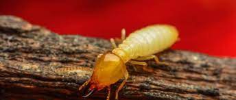 Pest control companies can install baiting systems around the house. Signs You Re In Need Of Termite Pest Control Services In Frisco Tx