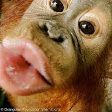 You Are The Love Of My Life I Am Overflowing With Your Love Inside Of Me Today I Am Crazy For You Monkeys Funny Funny Animal Pictures Monkey Pictures