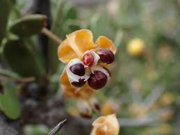 Image result for Gymnosporia pubescens