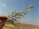 Image result for Phaeoptilum spinosum