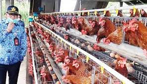 We did not find results for: Nusabali Com Menanjak Populasi Ayam Petelur Dan Pedaging Di Badung