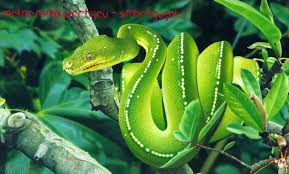 Namun ternyata arti mimpi melihat ular tak melulu soal asmara. 1001 Mimpi Melihat Ular Lengkap Berdasarkan Kajian Ahli Tafsir