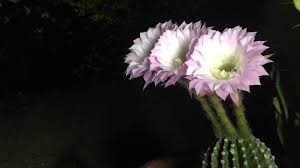 However, for the single peruvian apple. Cactus Flowers Opening At Night Youtube