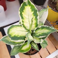 Image result for beautiful dieffenbachia