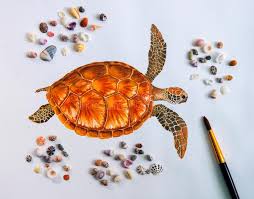The shading & highlights used here bring a dynamic look to the finished animal drawing. Sea Turtle Water Color Drawing On White Paper With Sea Shells Photo Stock Illustration Illustration Of Detailed Drawing 109111156