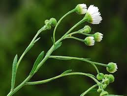 Image result for Erigeron steudelii
