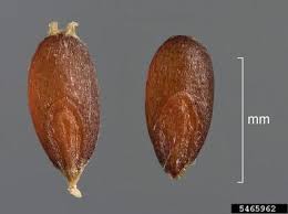 Image result for Leptochloa fusca