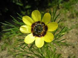 Image result for Aeollanthus ukamensis