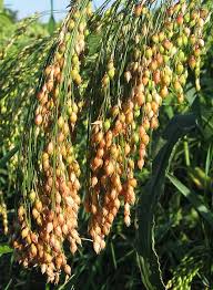 Image result for Panicum miliaceum
