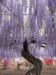 Pin By Chandra Kelsey On Seasonal Wisteria Tree Beautiful Tree Tree