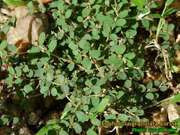 Image result for Euphorbia granulata