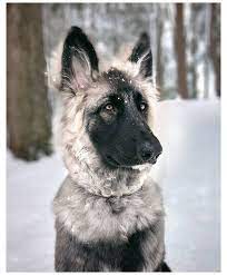 Shiloh Shepherd Big Dog Breed Puppies Bigdogbreedpuppies The Shiloh Shepherd Is A Protector Until T In 2021 Shiloh Shepherd Dog Shepherd Dog Breeds Beautiful Dogs