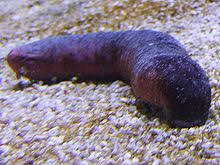 Which are covered with sticky mucus, into the surrounding water until they are filled with food particles. Sea Cucumber Wikipedia