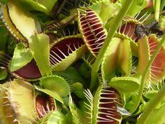Image result for shutterfly venus fly trap