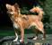 Image of What's the life expectancy of a Chihuahua?