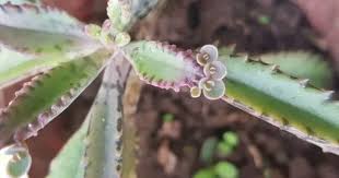 Pin On Kalanchoe Succulent