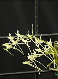 Image result for Mystacidium