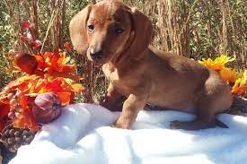 Whether you're looking for a playful puppy or an older companion, we have the perfect dog for you. Miniature Dachshund Puppies For Sale Albuquerque Nm Puppy Dachshund Puppies Dachshund Puppies For Sale Dachshund Puppy Miniature